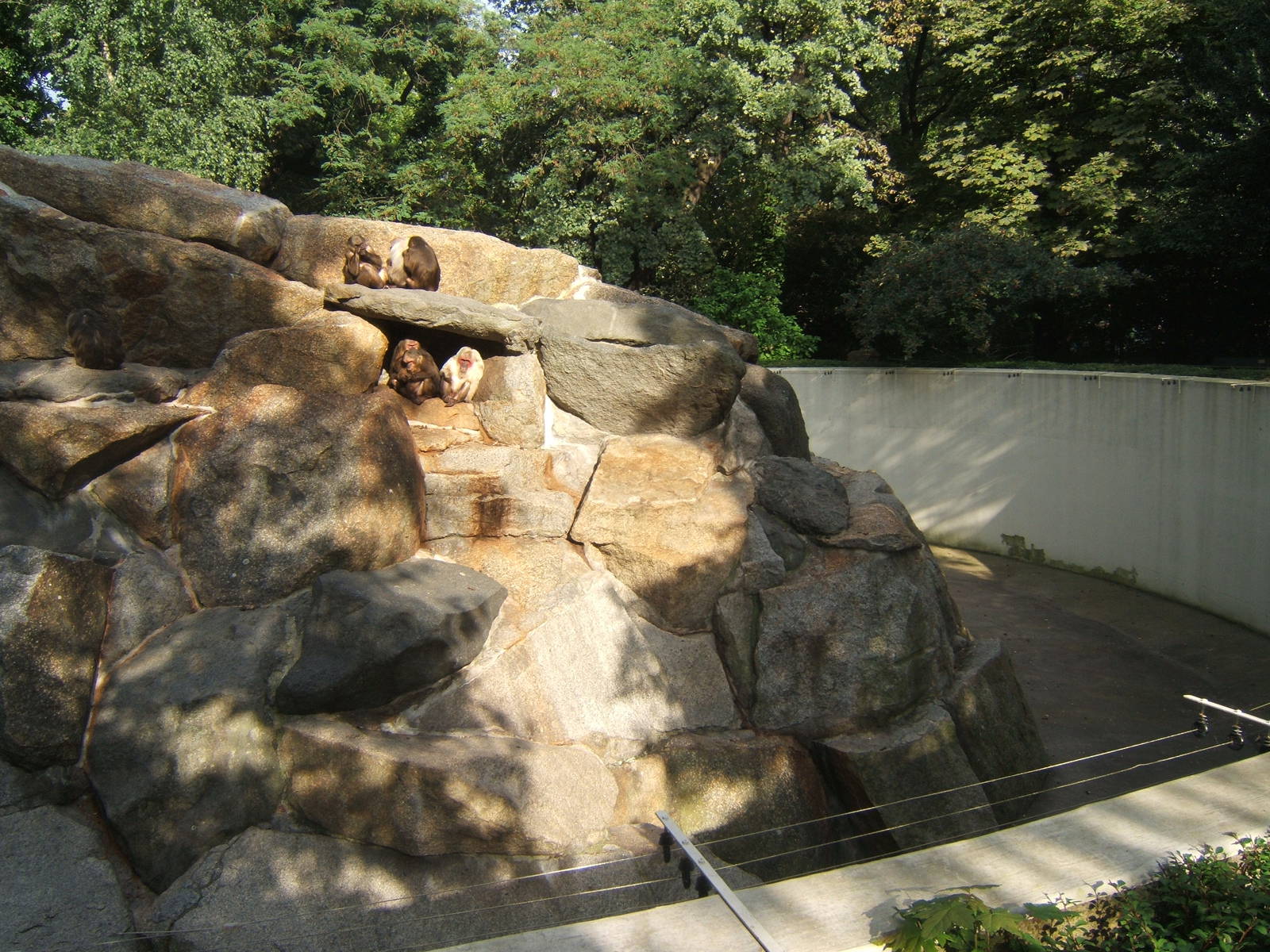 View of Stump-tailed Macaque enclosure