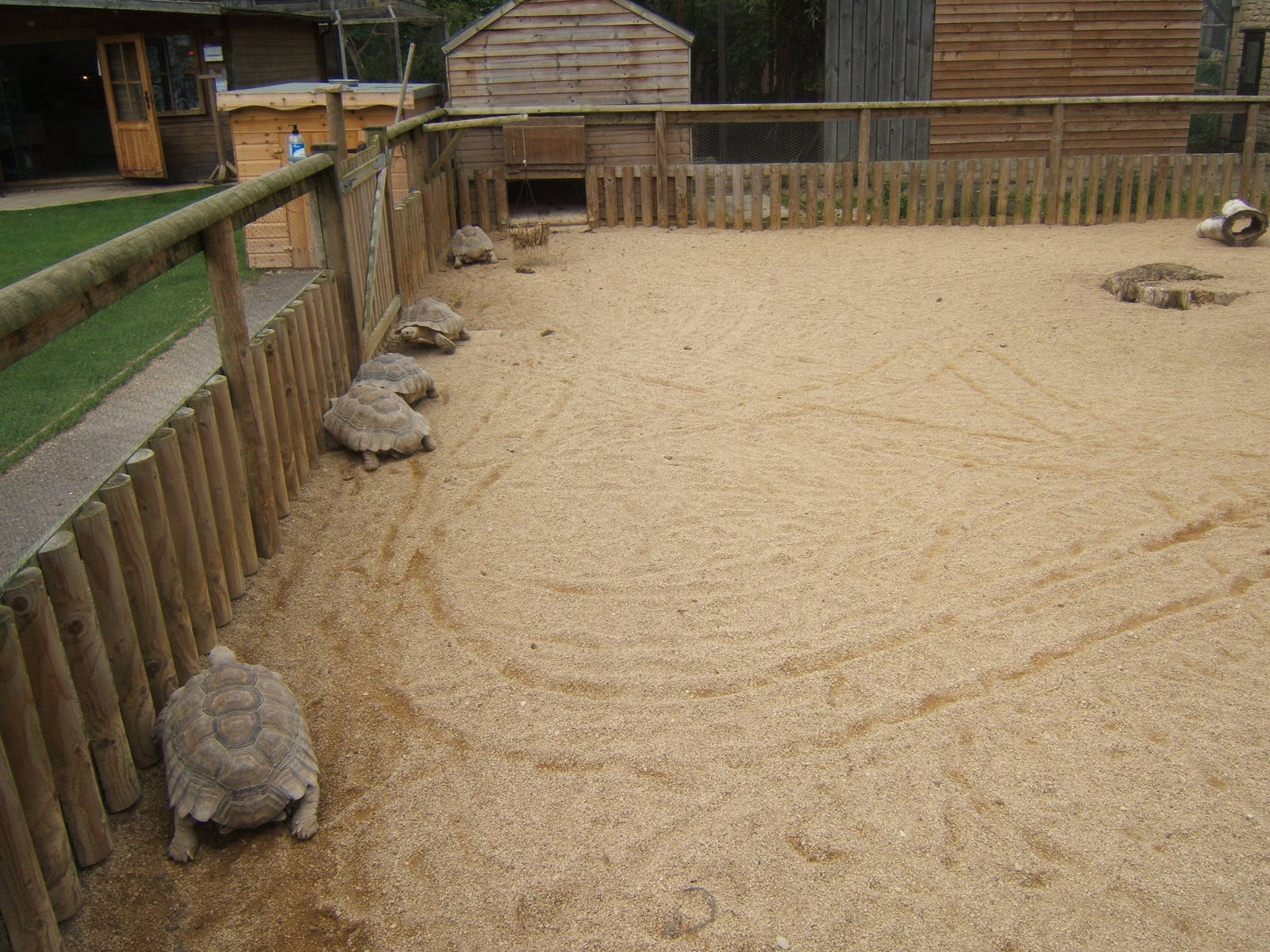 View of Sulcatta exhibit