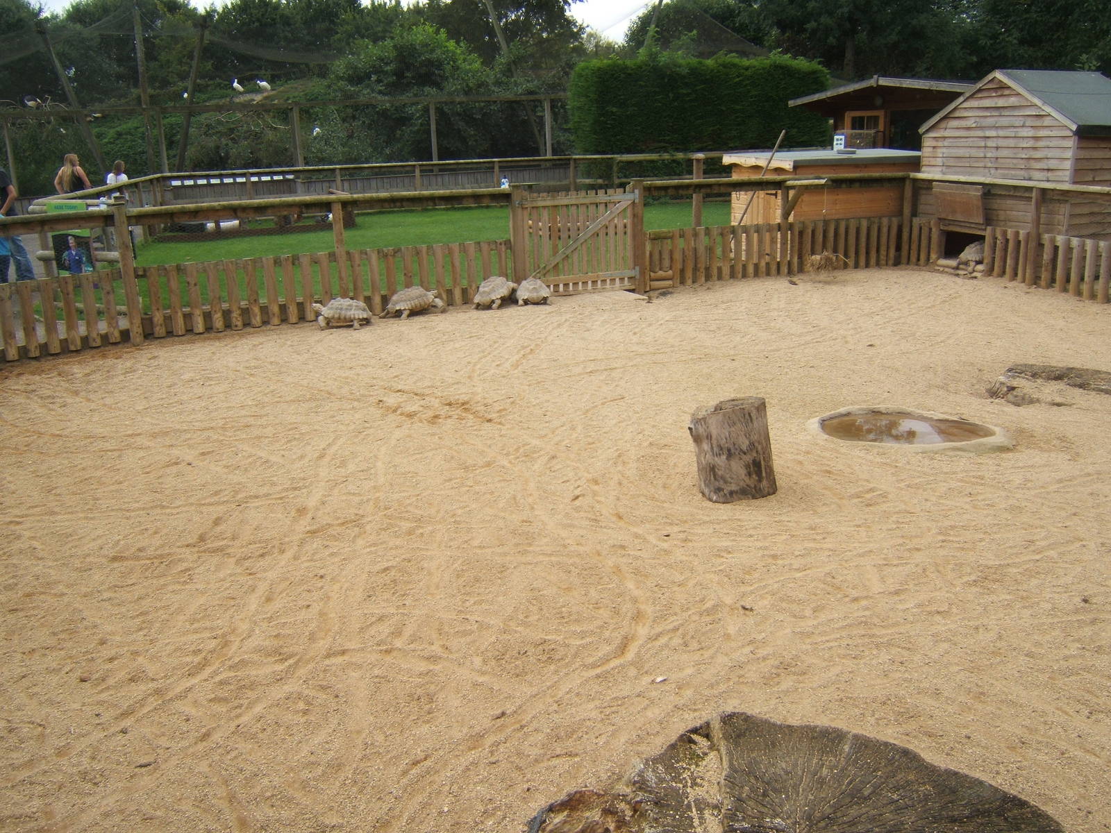 View of Sulcatta exhibit