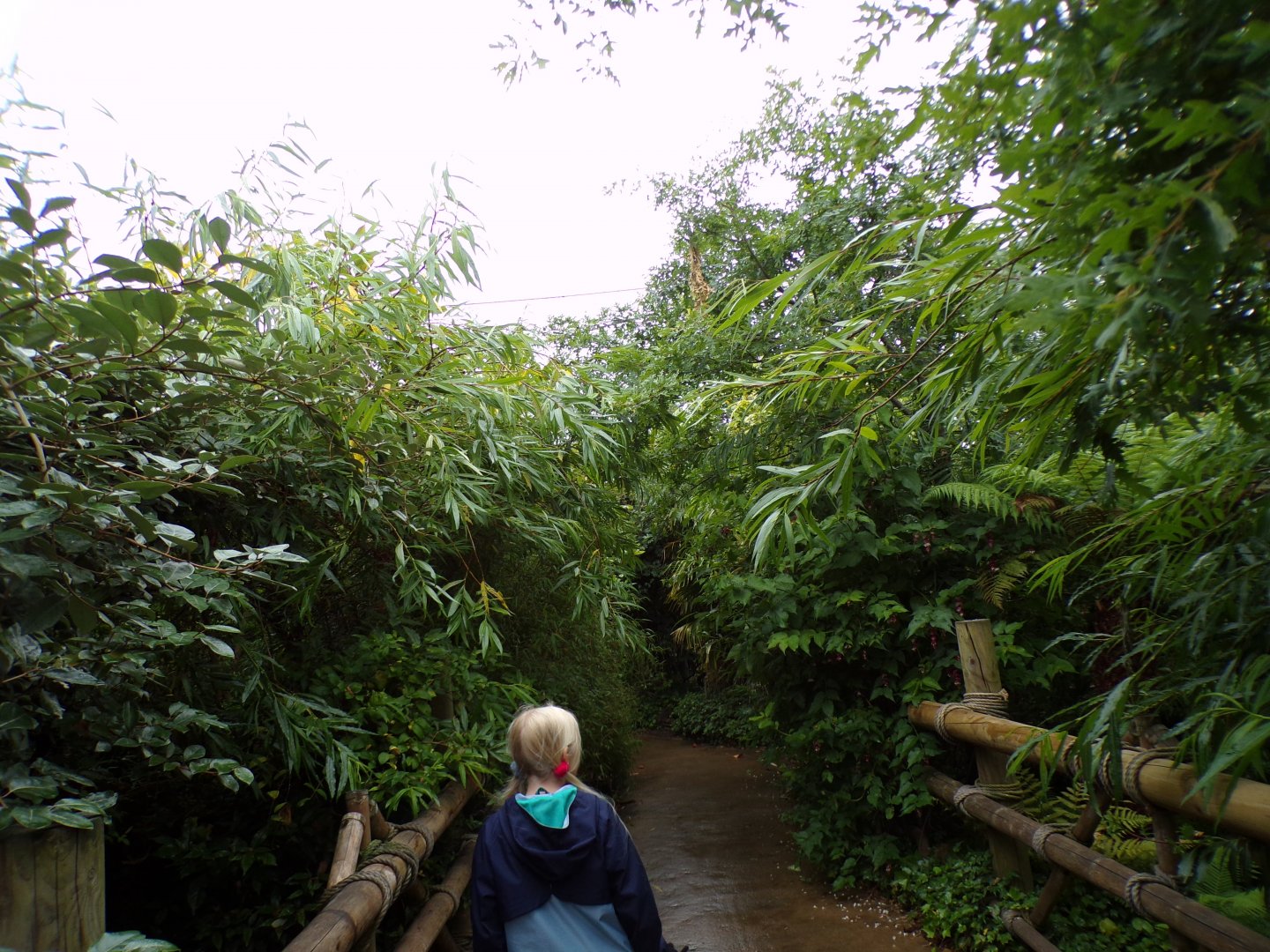 View of Sumatran bird walkthrough aviary 29.6.24