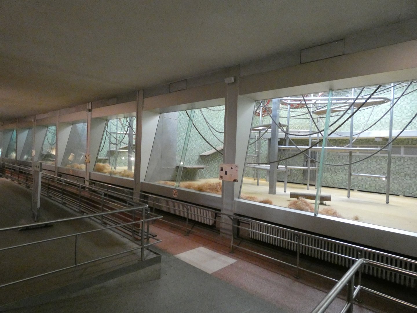 View of Sumatran Orang-utan Indoors