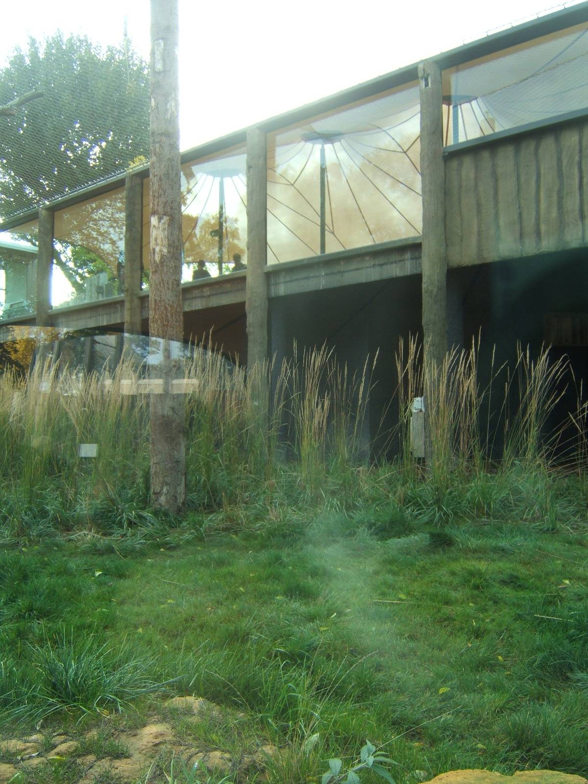 View of Sumatran Tiger enclosure