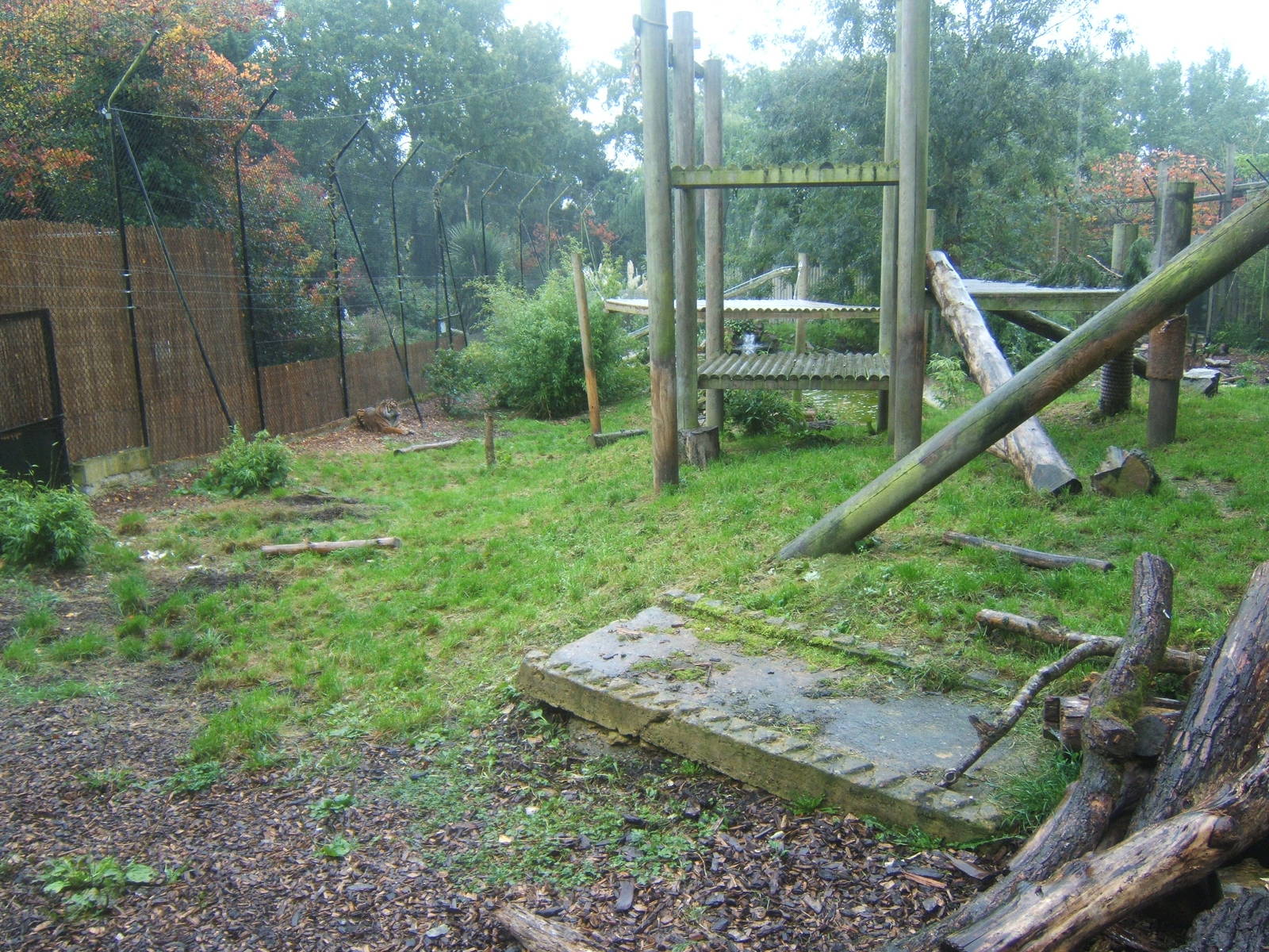 View of Sumatran Tiger enclosure
