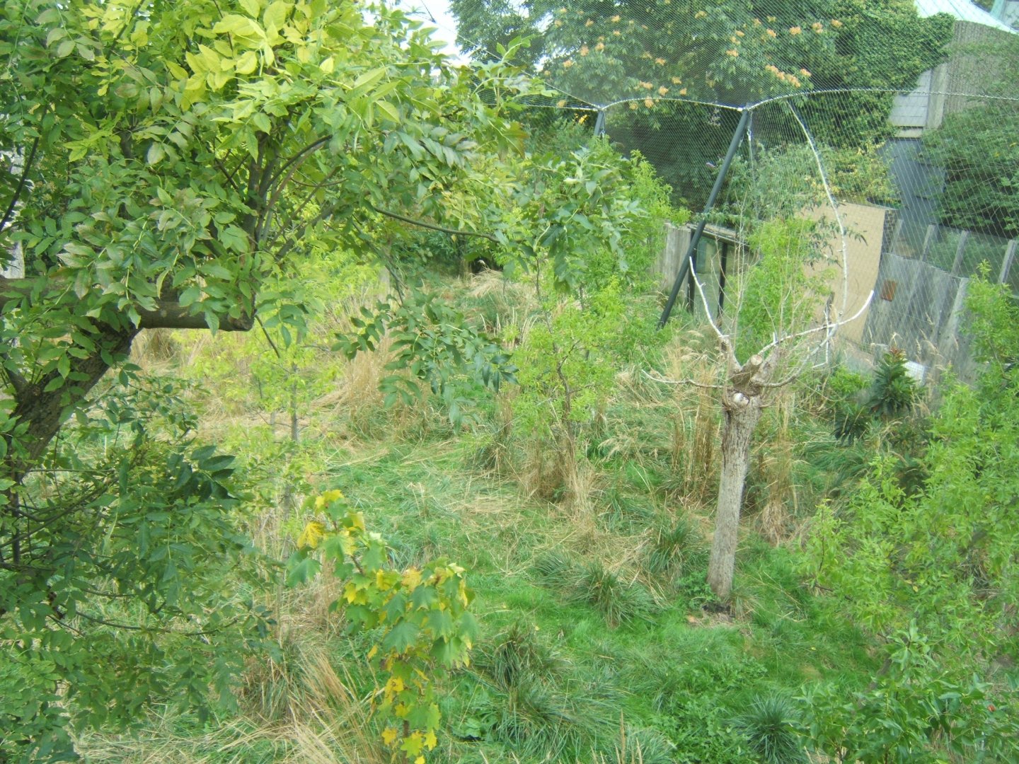 View of Sumatran Tiger enclosure