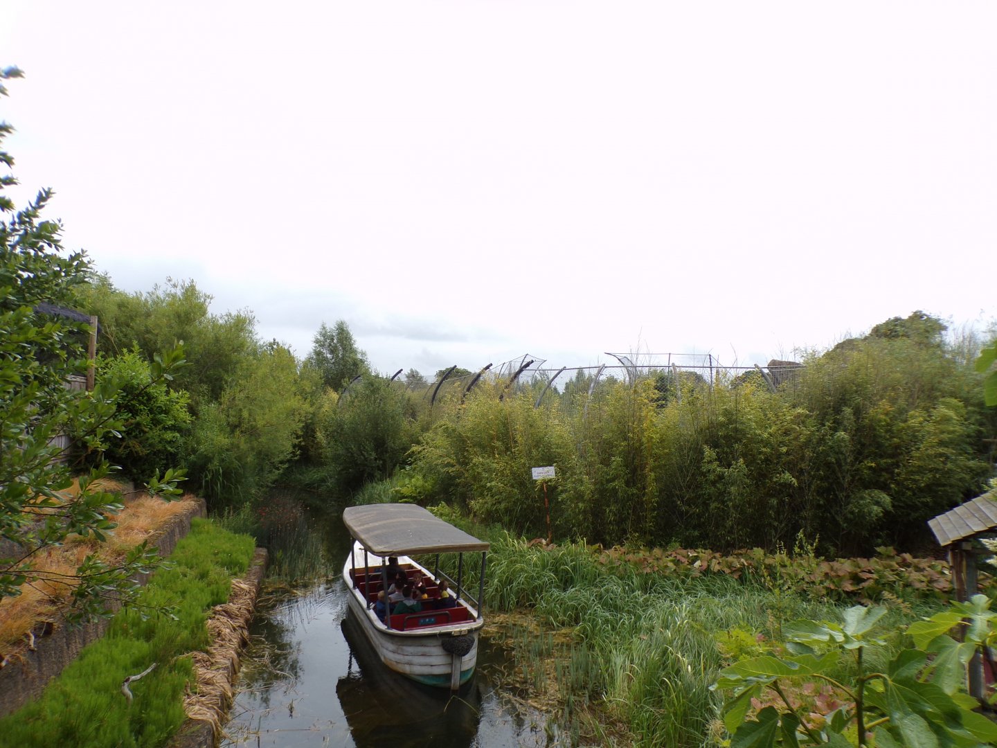 View of Sumatran tiger from bridge 29.6.24