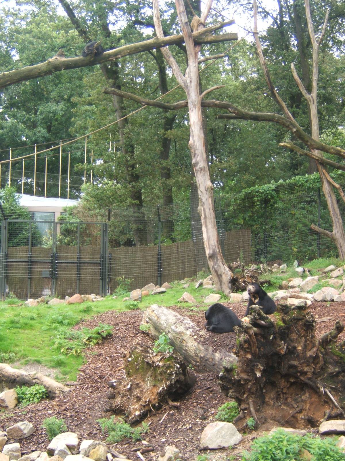 View of Sun Bear and Binturong in Rimba