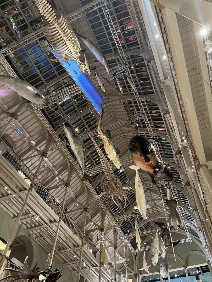 View of suspended animals 29.7.23