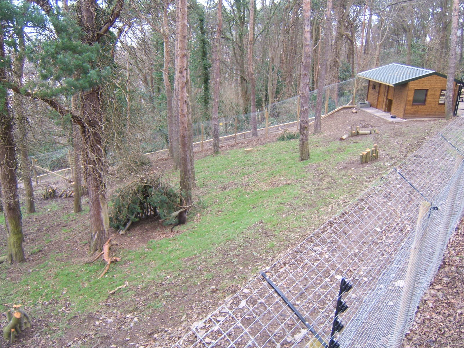 View of Swamp Wallaby exhibit