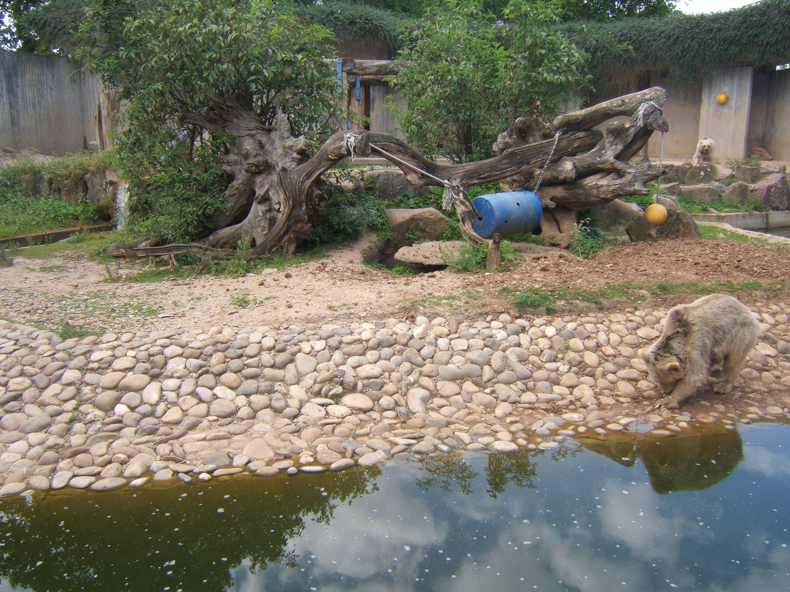 View of Syrian Bear and Corsac Fox enclosure