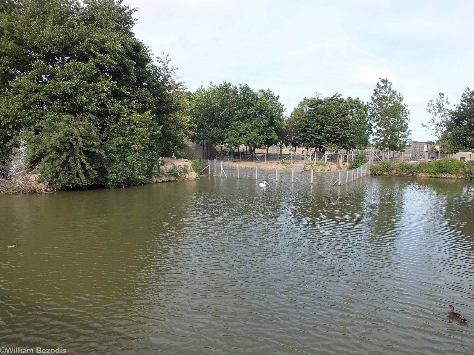 View of Tapir Enclosure from the Lake