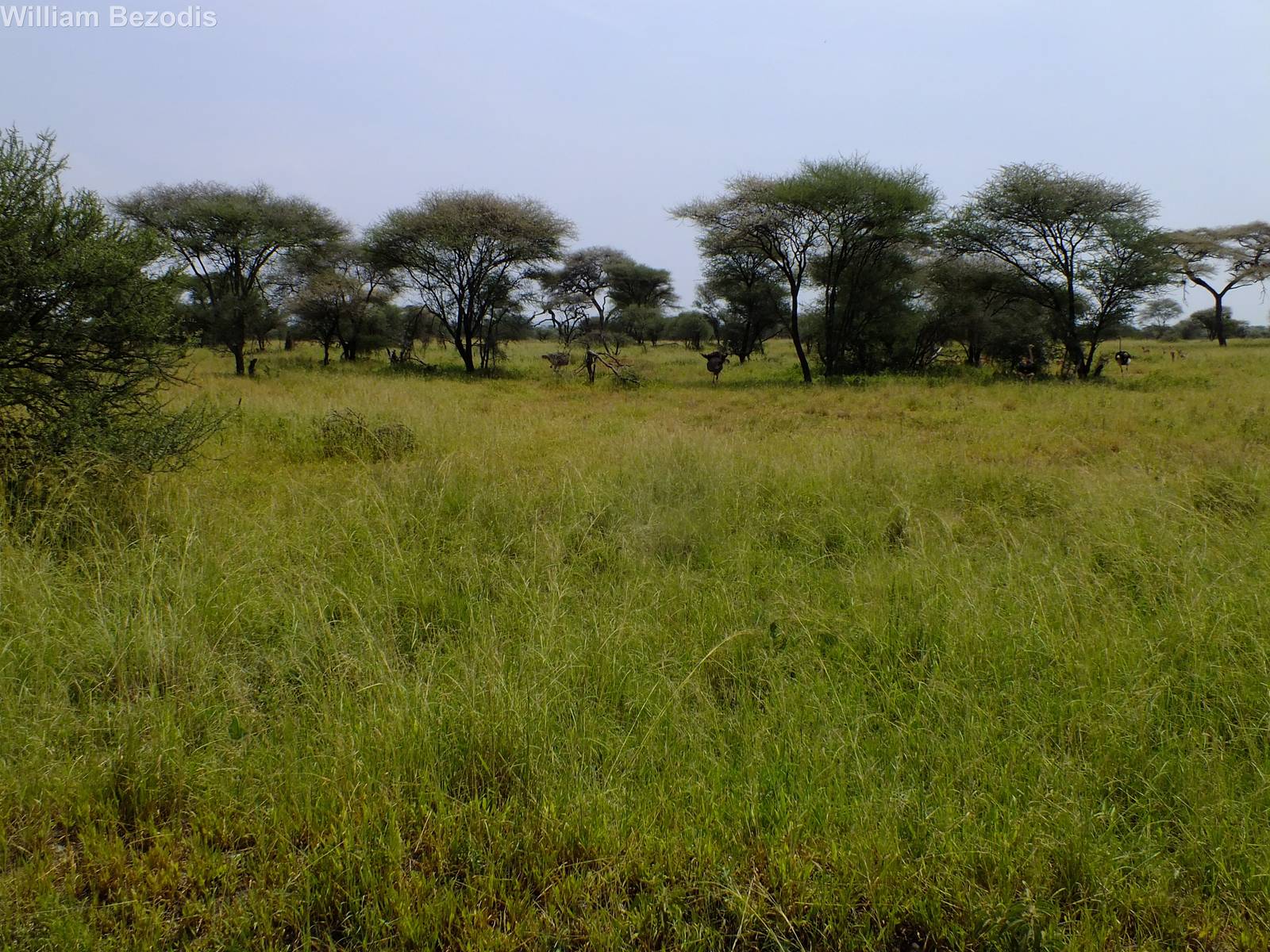 View of Tarangire National Park