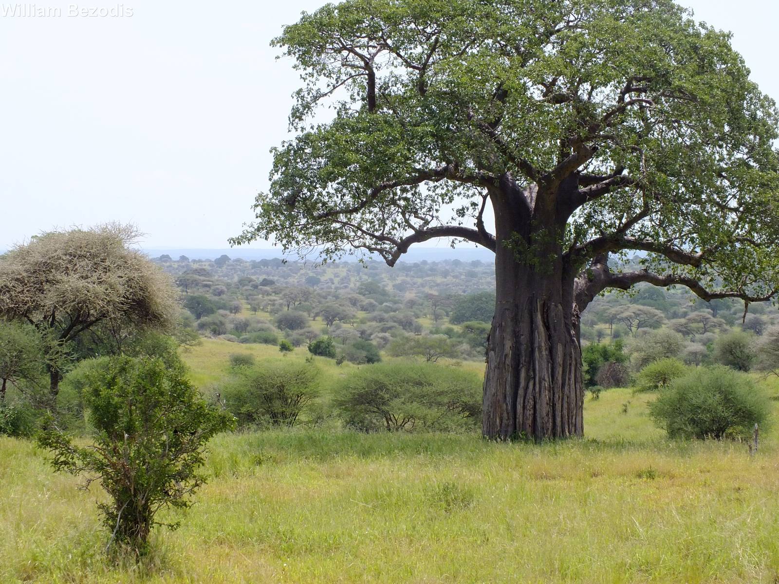 View of Tarangire National Park