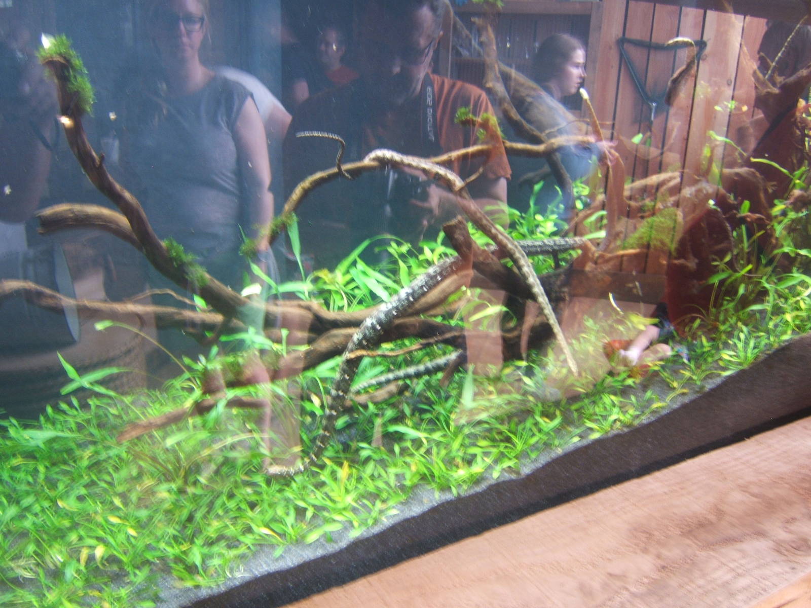 View of Tentacled Snake exhibit