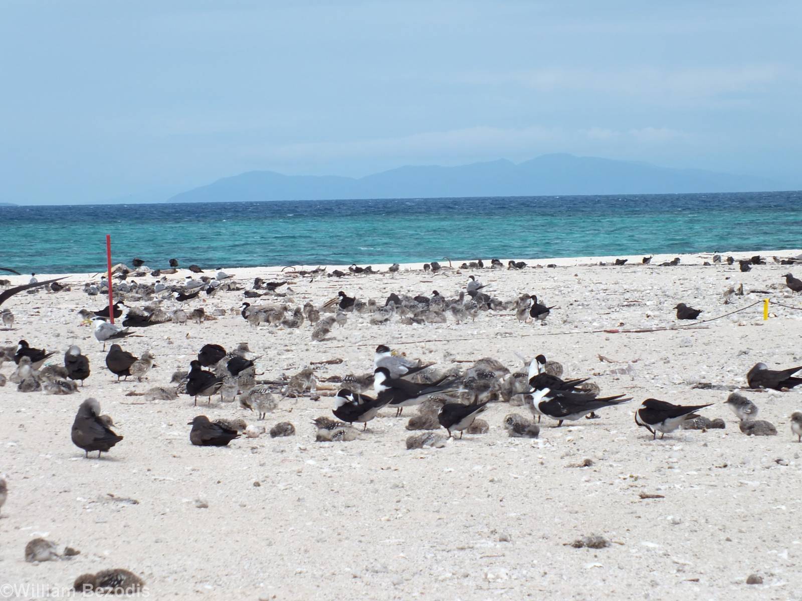 View of Terns and Chicks