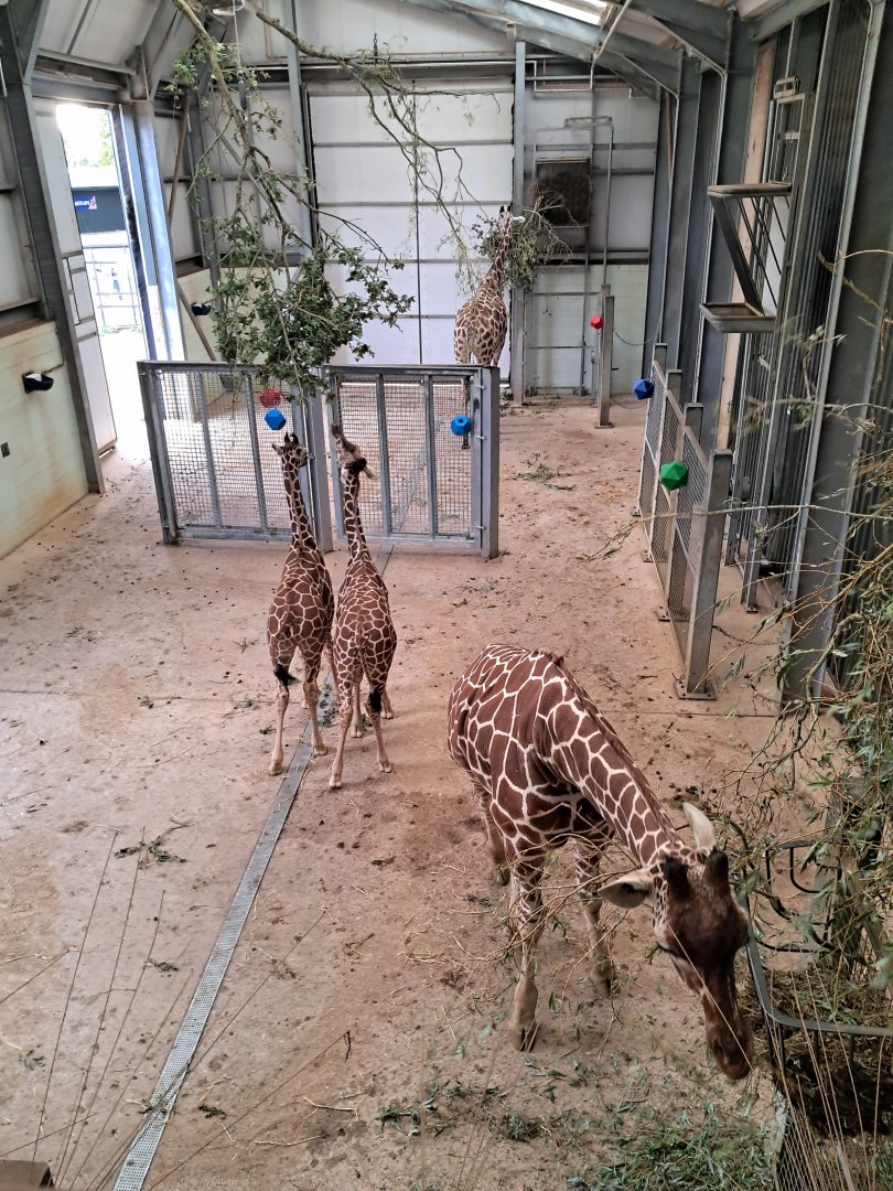 View of the 2 new calves in the Reticulated Giraffe house- 21/9/2024