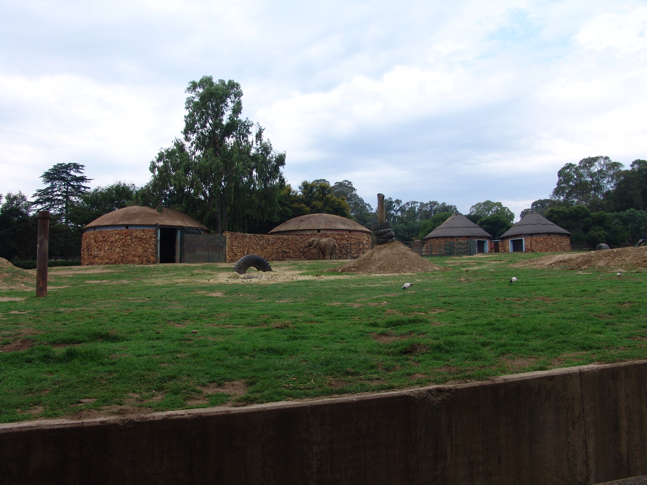 View of the African elephants' (Loxodonta africana) enclosure