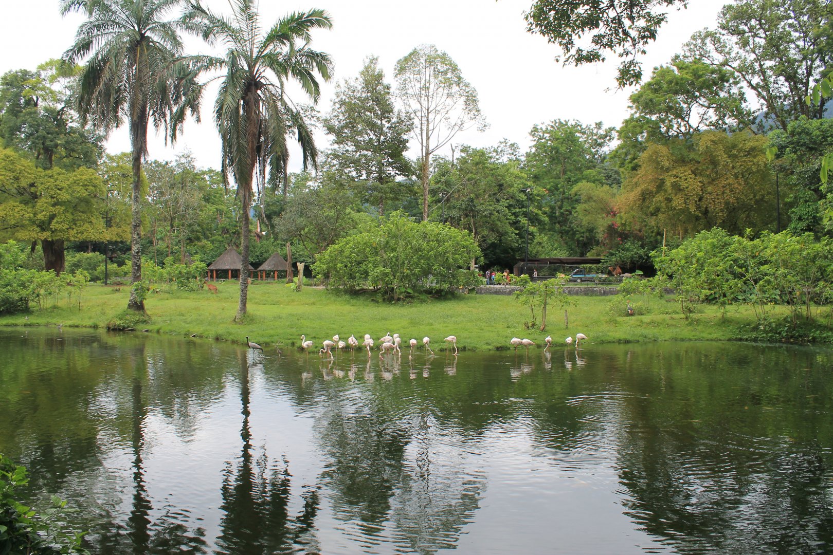 view of the African Savannah exhibit