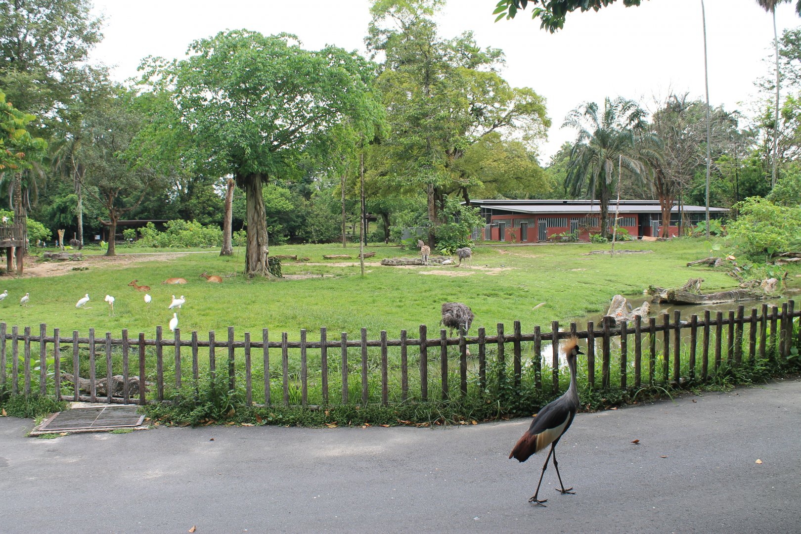 view of the African Savannah exhibit