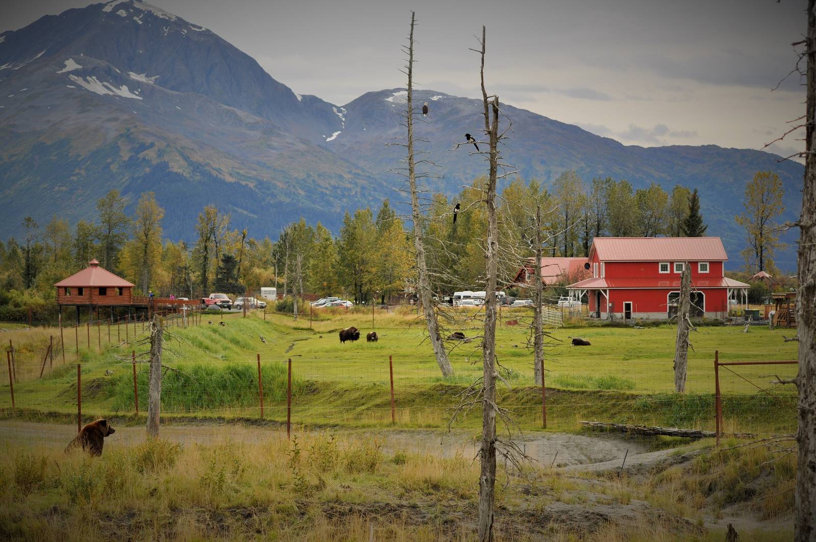 View of The Alaska Wildlife Conservation Center