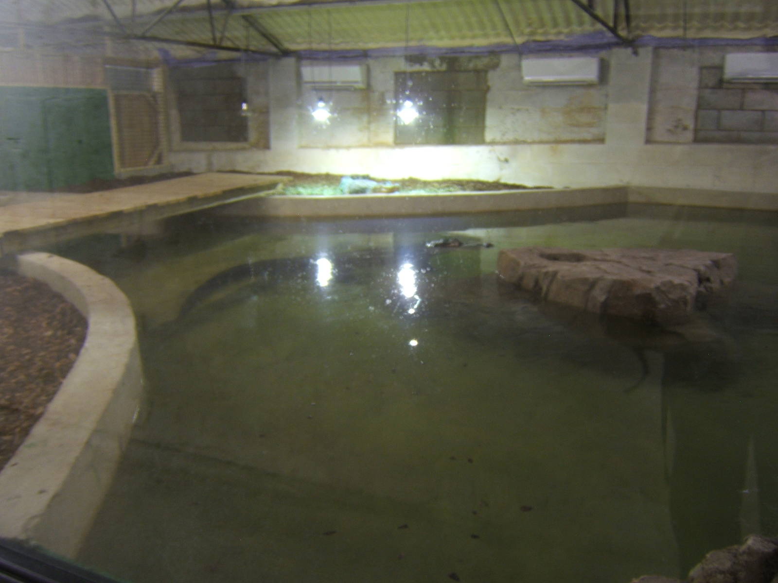 View of the American Alligator exhibit