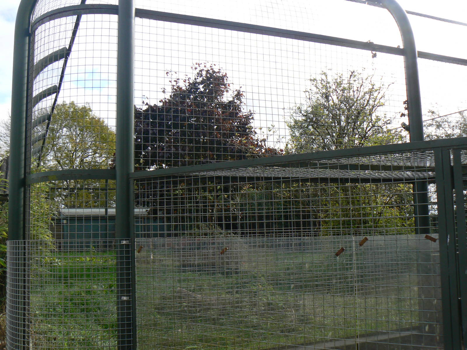 View Of The Arabian Striped Hyaena Enclosure- 17 October 2015