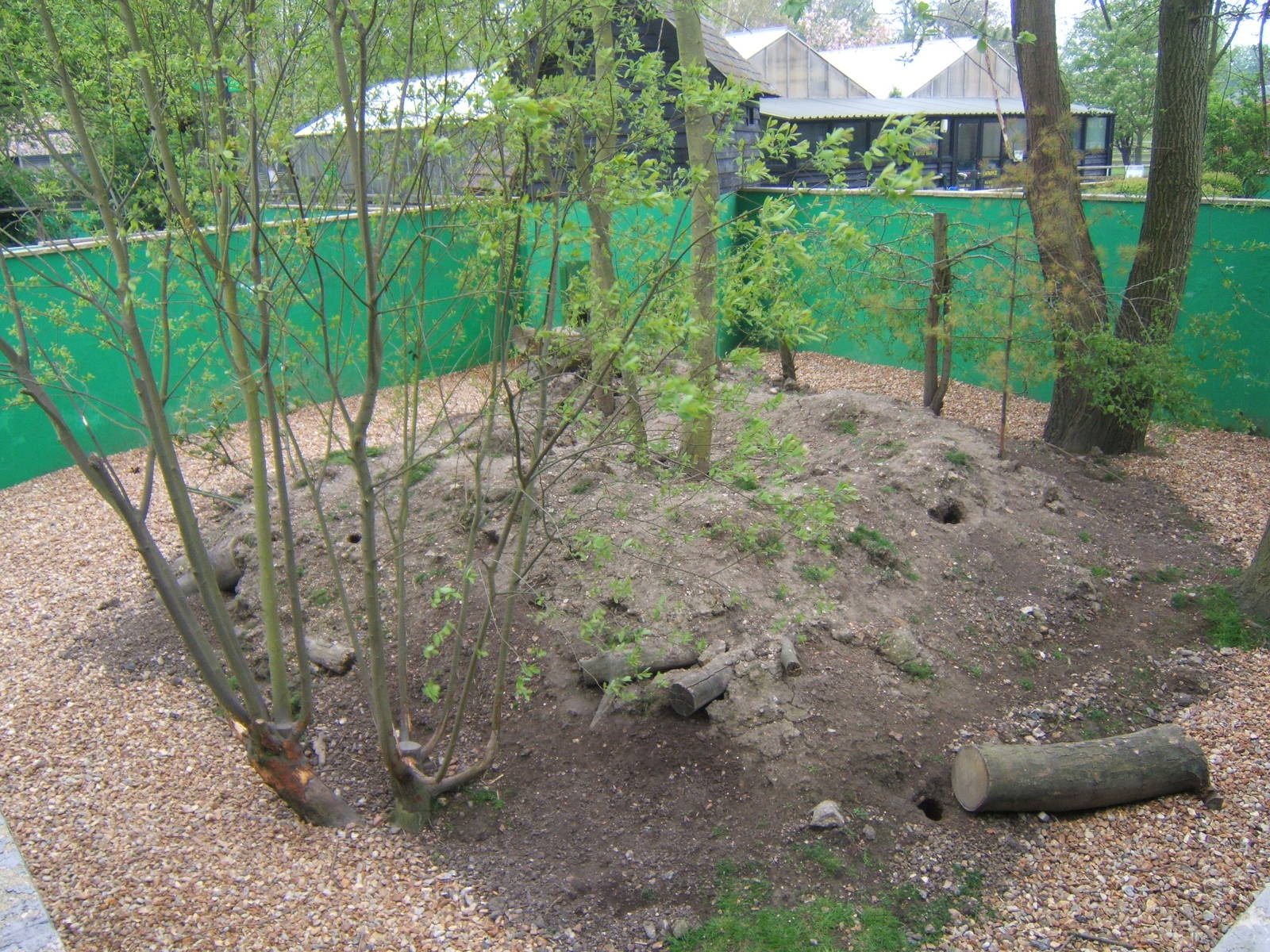 View of the Azara`s Agouti enclosure
