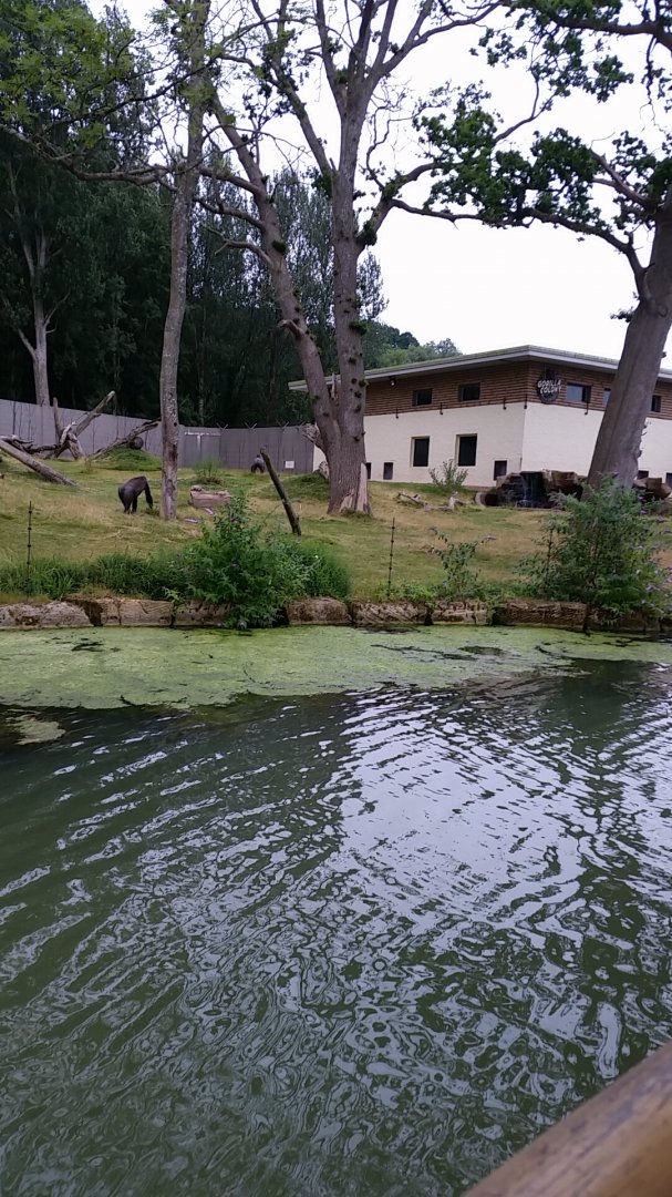 View of the Bachelor Gorilla Group Enclosure