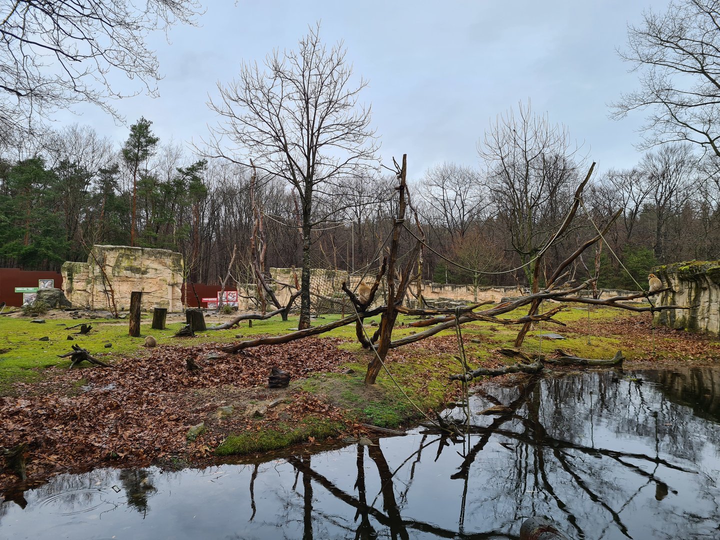 View of the back of the Barbary macaque habitat