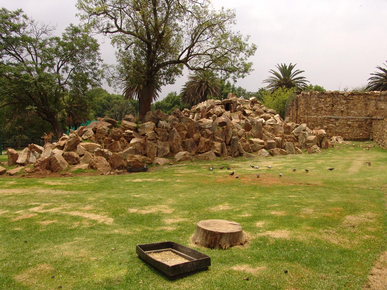View of the Barbary Sheep (Ammotragus lervia) enclosure