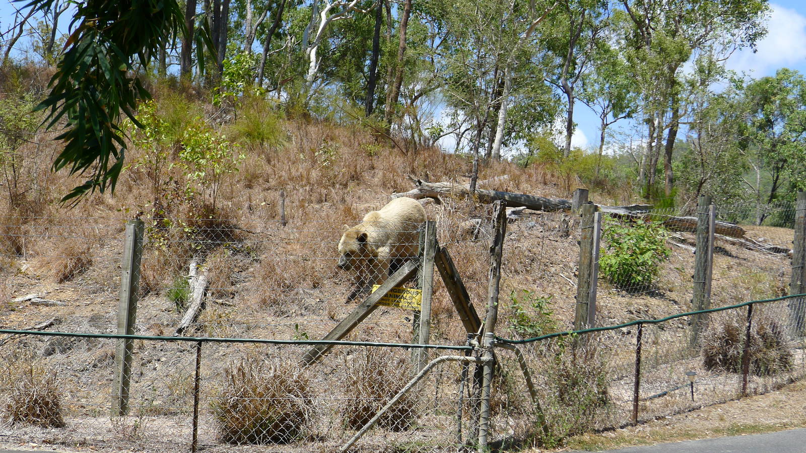 View of the bear enclosure