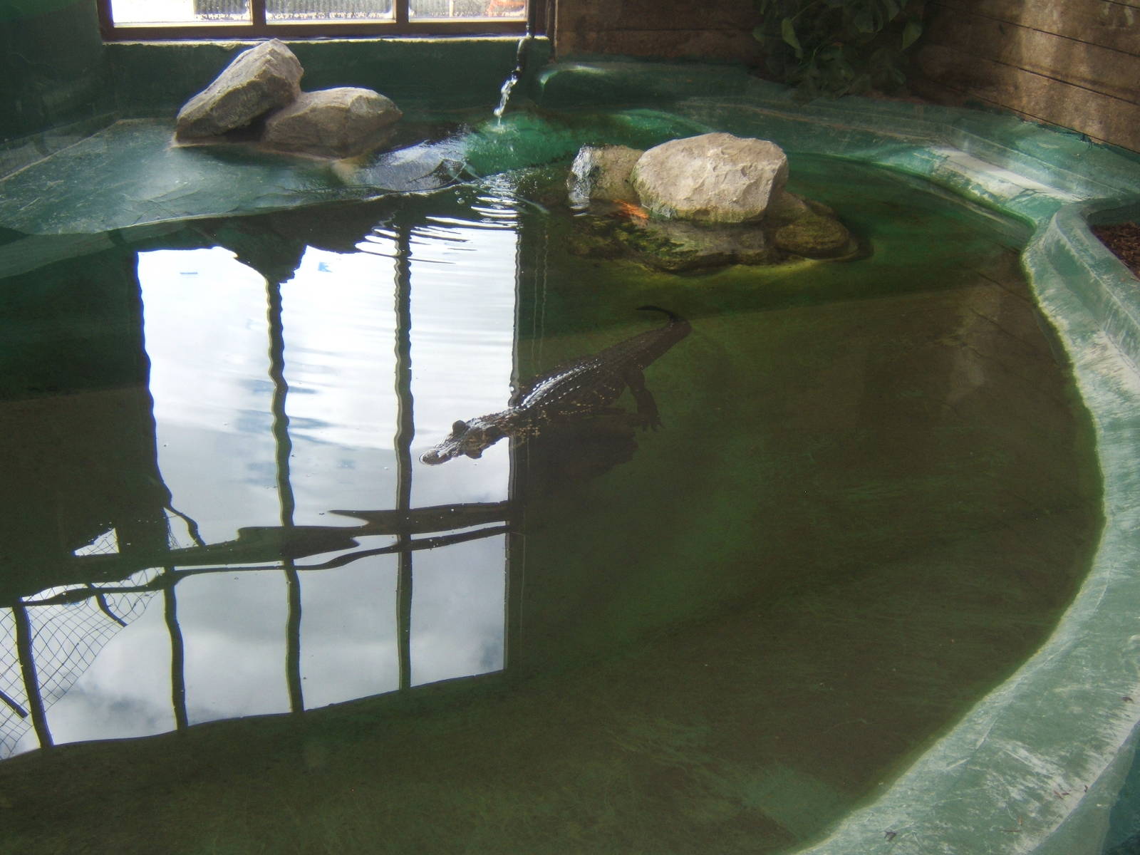View of the Black Caiman exhibit