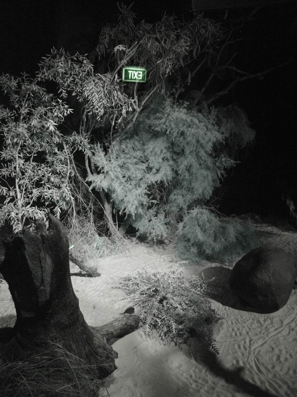 View of the Brush-tailed Bettongs' (Bettongia penicillata) and Boobook Owls
