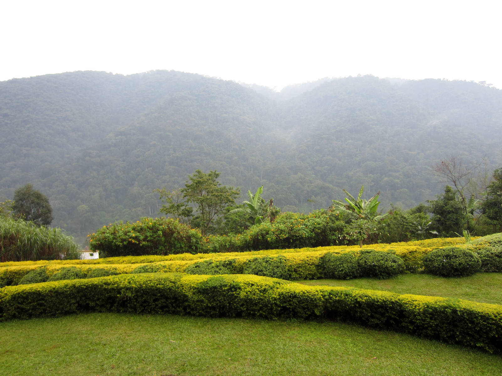 View of the Bwindi Impenetrable Forest