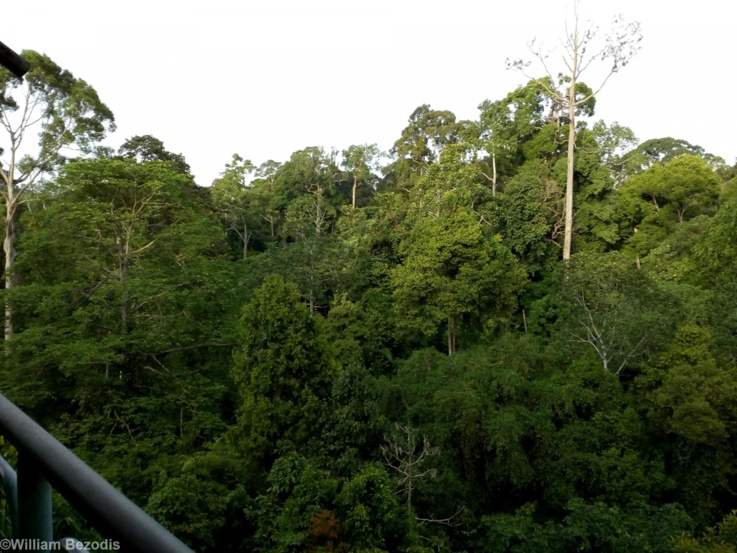 View of the Canopy - Rainforest Discovery Centre Sepilok
