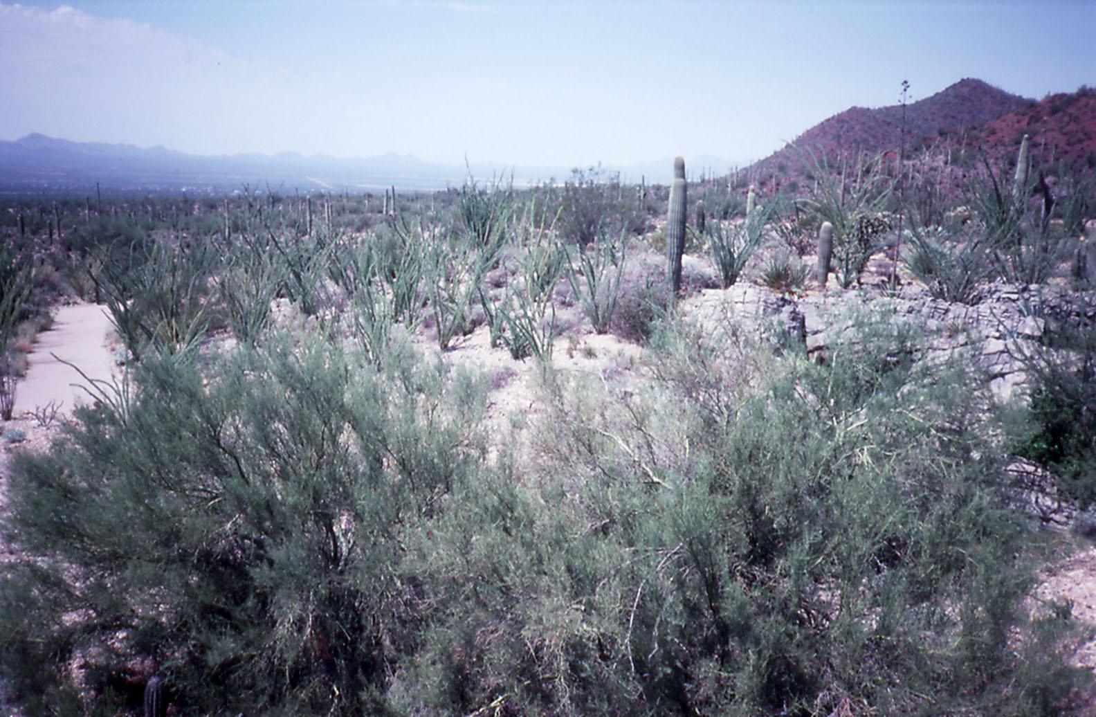 View of the Desert Museum