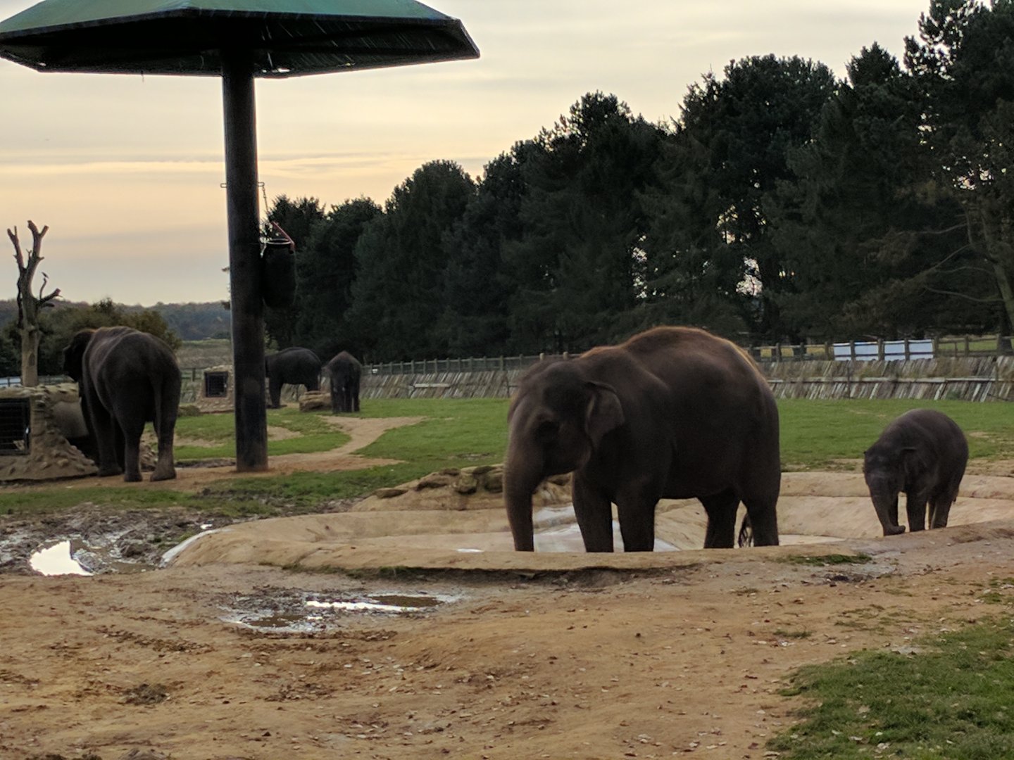 View of the Elephant Enclosure