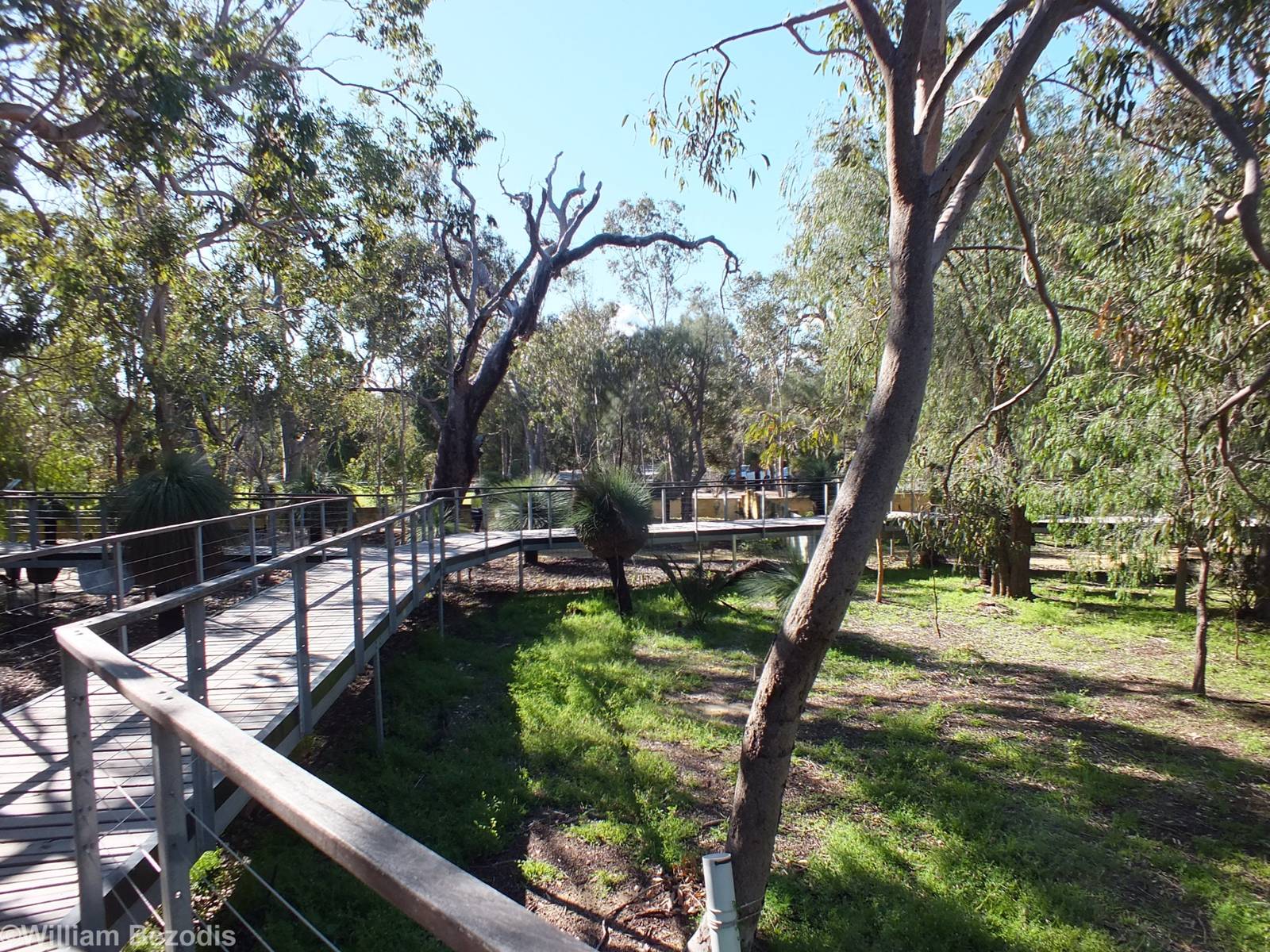 View of the Enclosure- Yanchep National Park Koala Enclosure
