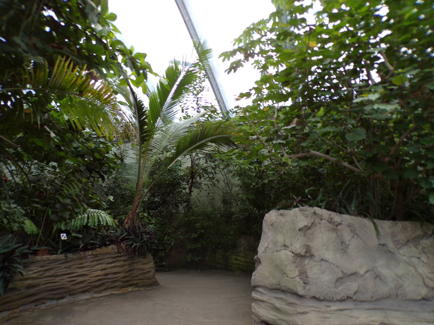 View of the foliage in the Mangrove 6.7.23