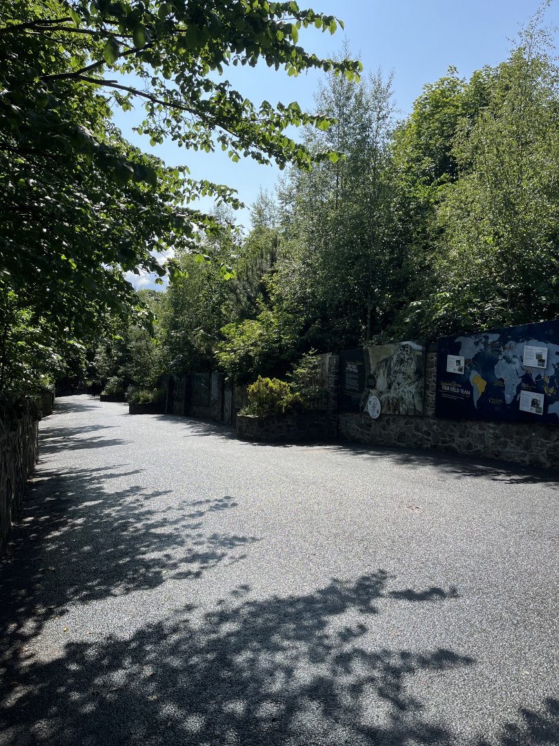 View of the former big cat terraces 22.6.25