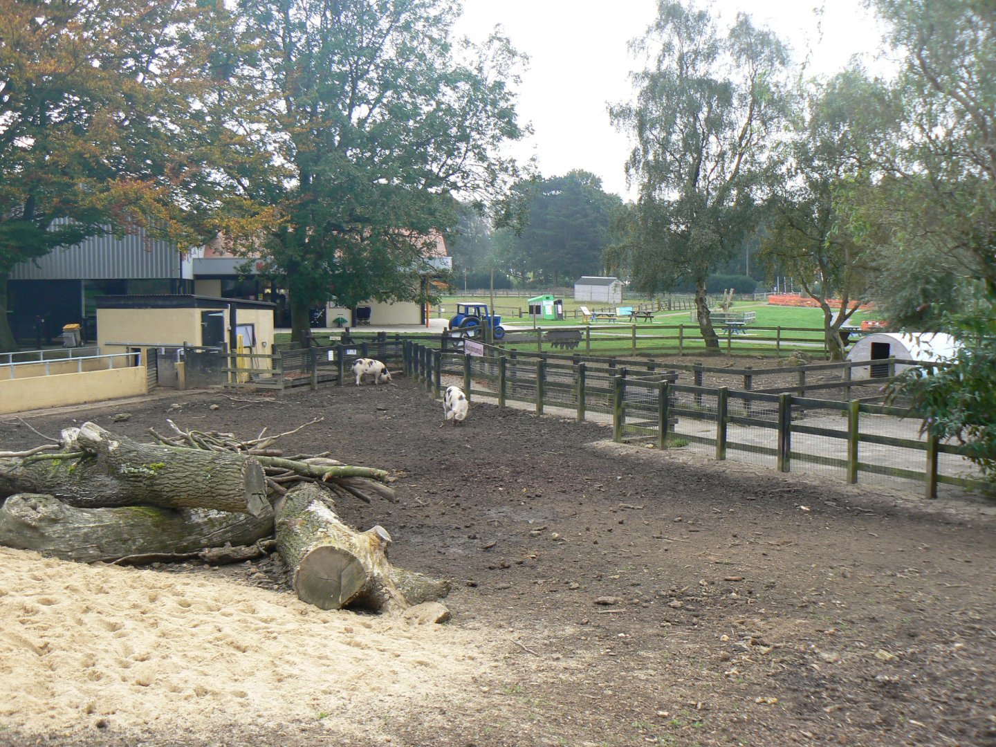 View of the Gloucester Old Spot (Pig) Enclosure - 15 October 2016