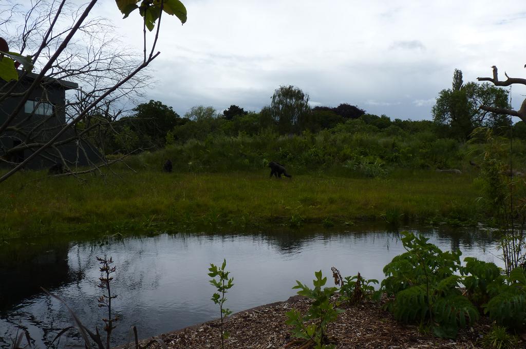 View of the Gorilla island, June 2012