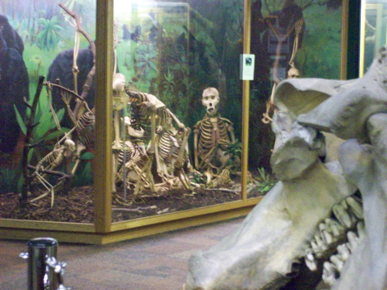View of the great apes skeleton exhibit (Aberdeen zoology museum)
