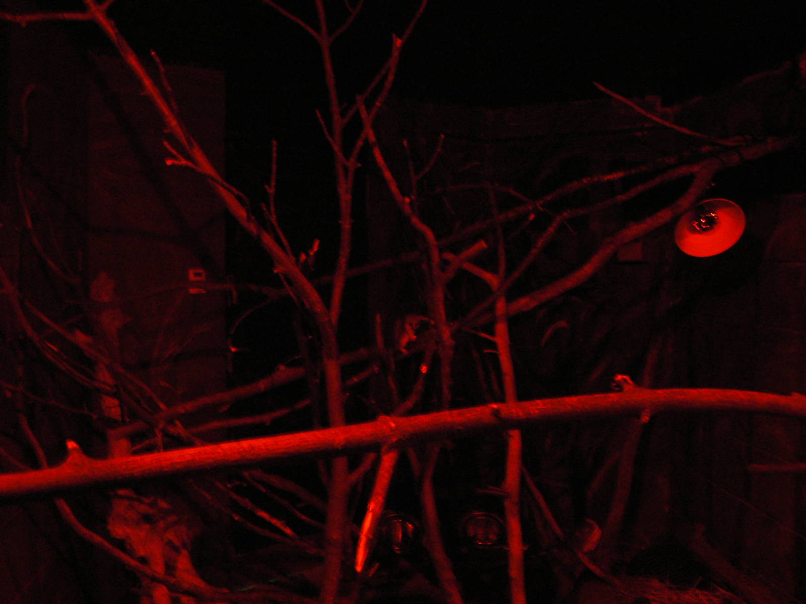 View of the Grey Mouse Lemur and Malagasy Giant Jumping Rat Enclosure - 21