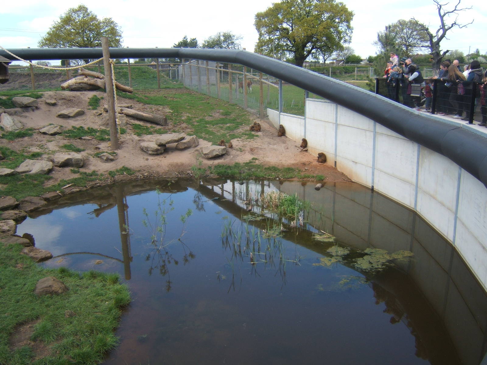View of the Guinea Baboon enclosure
