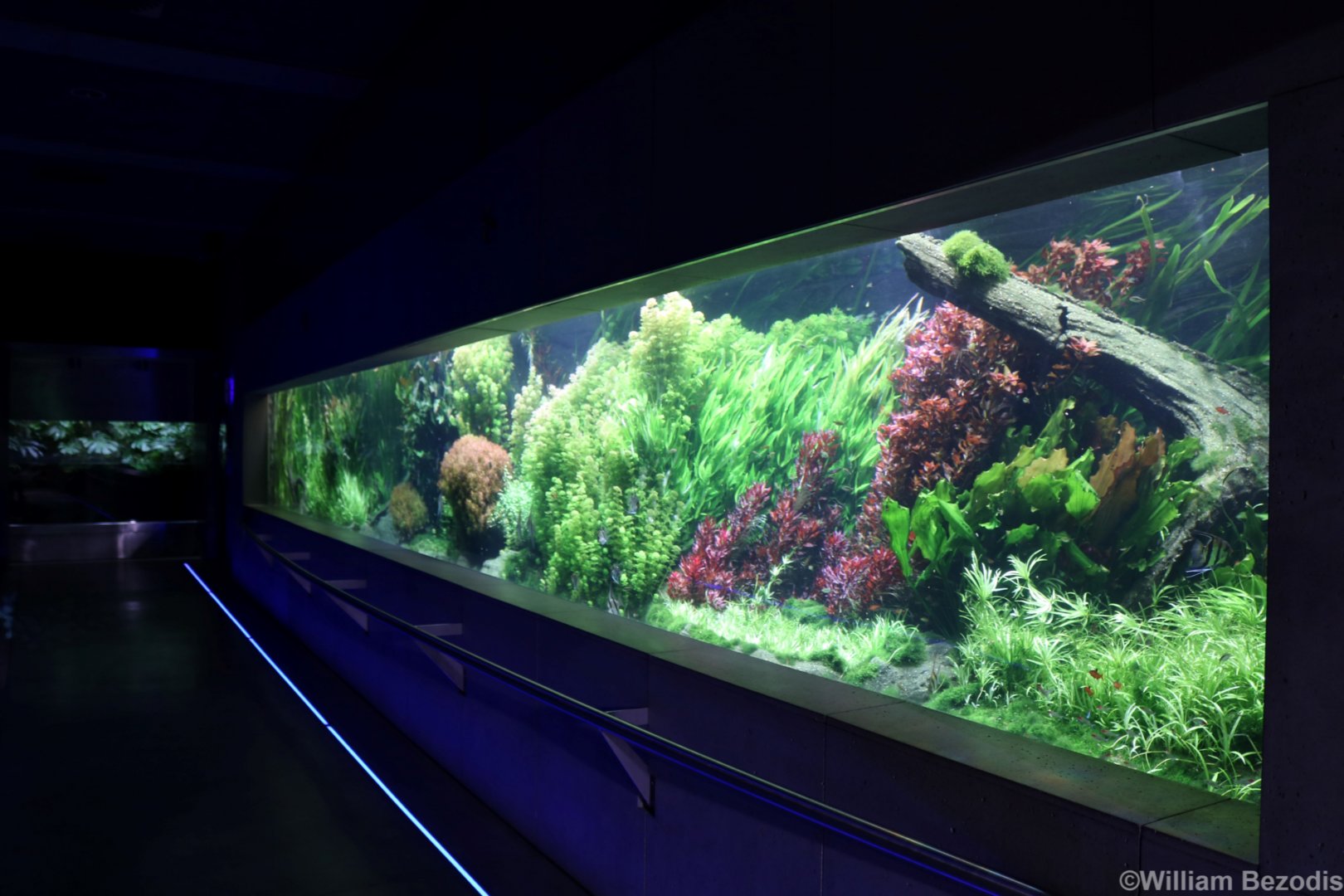 View of the Huge Freshwater Community Tank