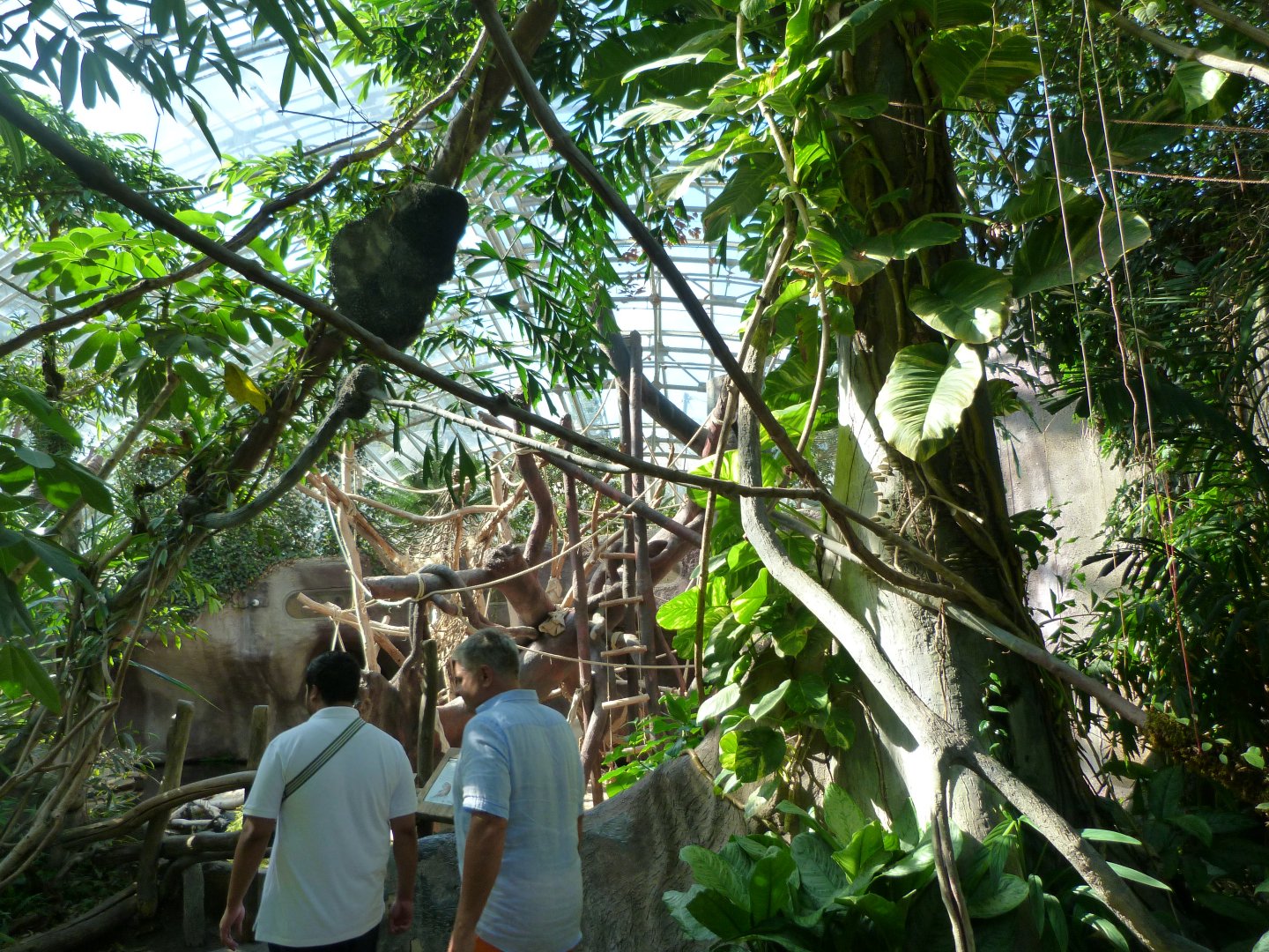 View of the Indonesian Jungle -Zoo Praha (2025)