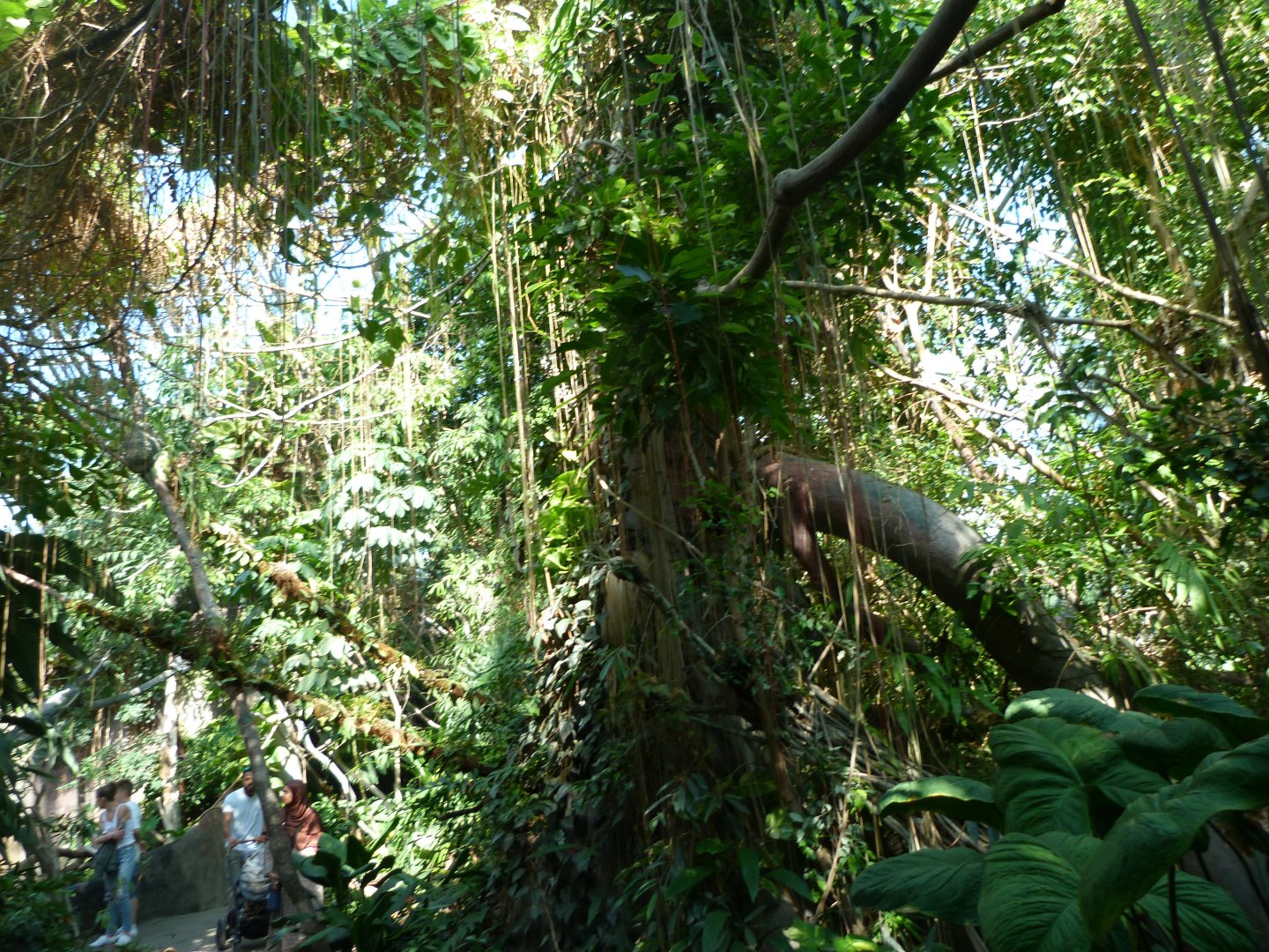 View of the Indonesian Jungle -Zoo Praha (2025)