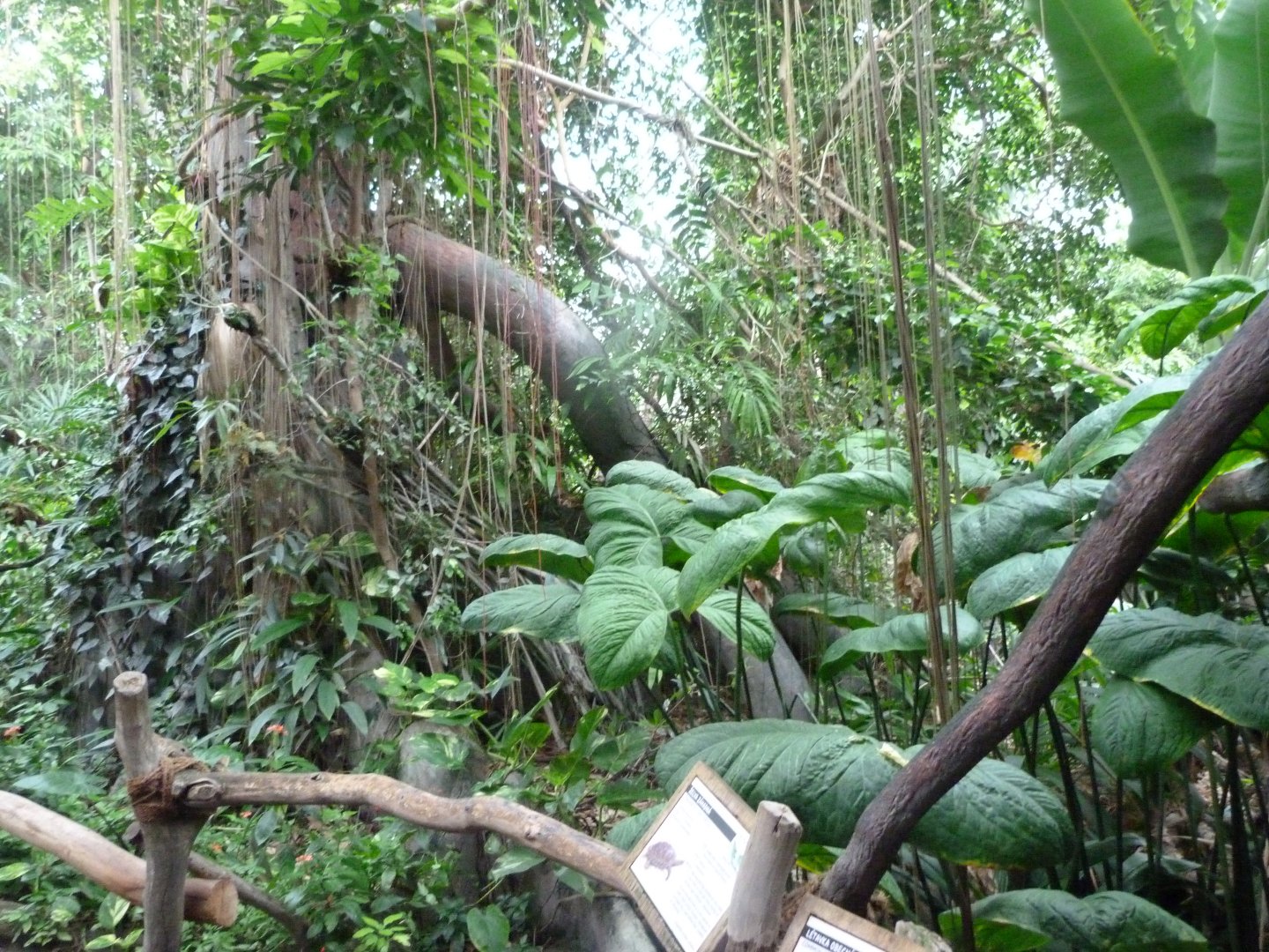 View of the Indonesian Jungle -Zoo Praha (2025)