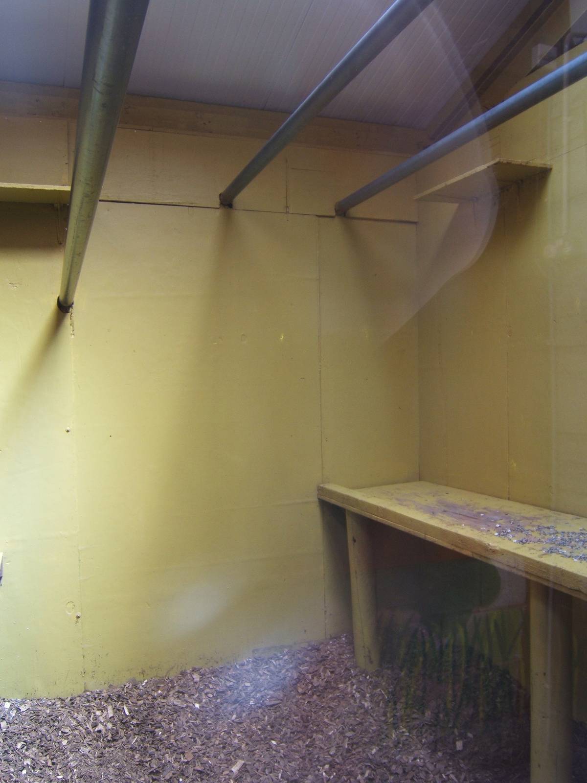 View of the indoor accommodation for the Lar Gibbon in the Primate House