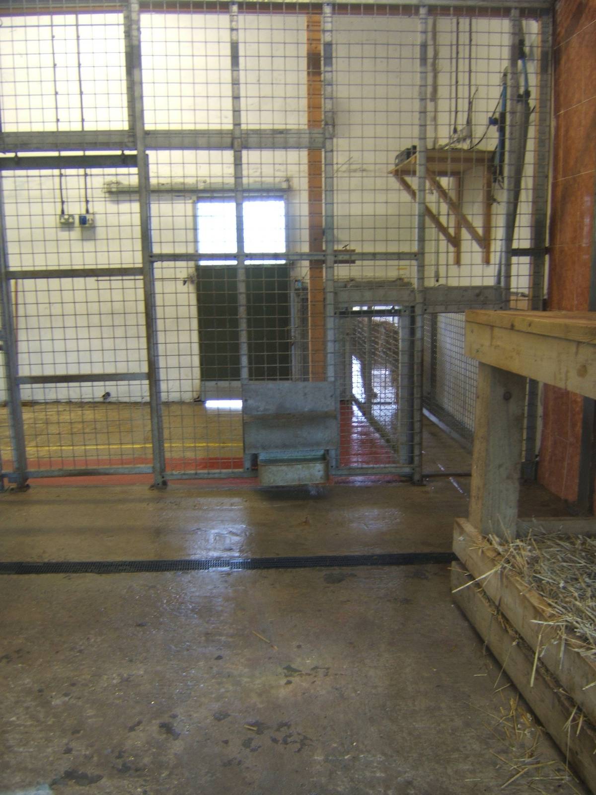 View of the inside of the Big Cat House